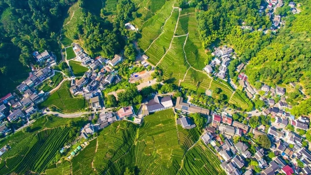 Longjing Tea Village 2