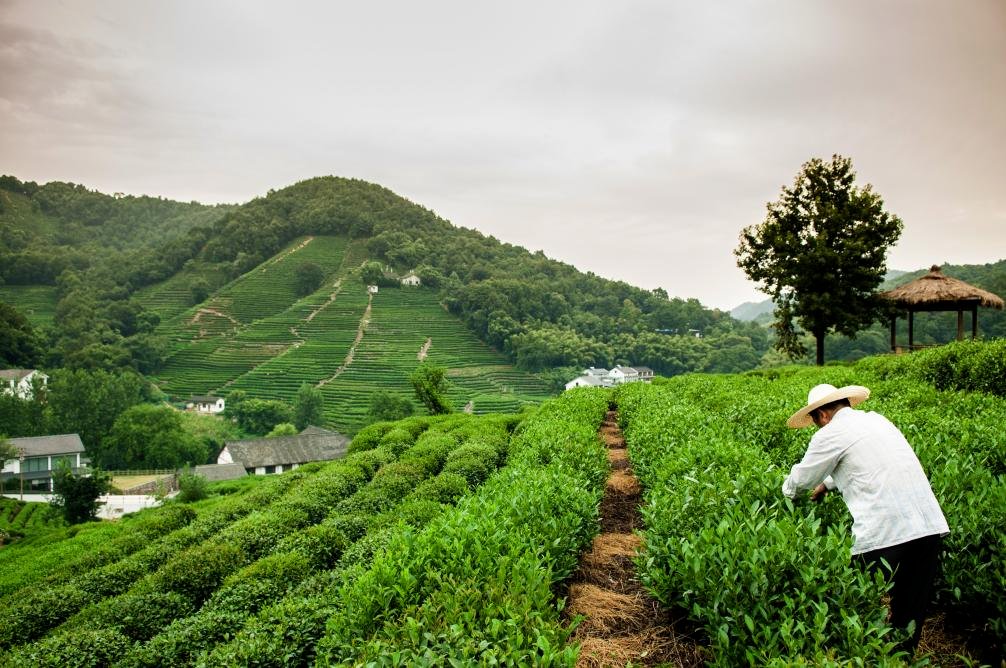 Meijiawu Tea Village 2